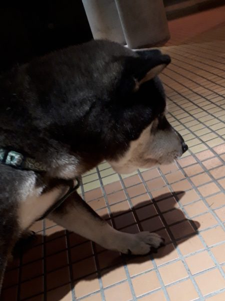 黒柴犬の大ちゃん、散歩中にマムシに噛まれる