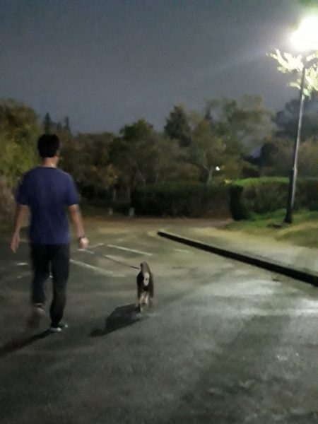 黒柴犬の大ちゃん、散歩中にマムシに噛まれる