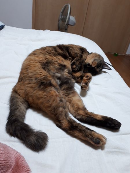 14歳を迎えたサビ猫ちぃたんと、季節の変わり目で猫ズも体調不良、血糖値上昇、肛門嚢炎、お尻舐め壊し、目やに、涙