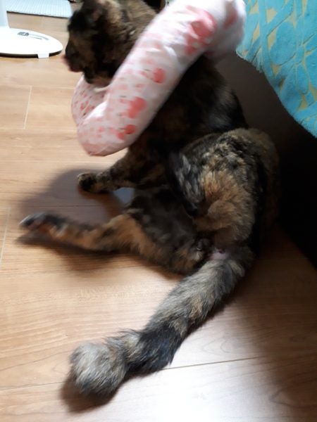 14歳を迎えたサビ猫ちぃたんと、季節の変わり目で猫ズも体調不良、血糖値上昇、肛門嚢炎、お尻舐め壊し、目やに、涙