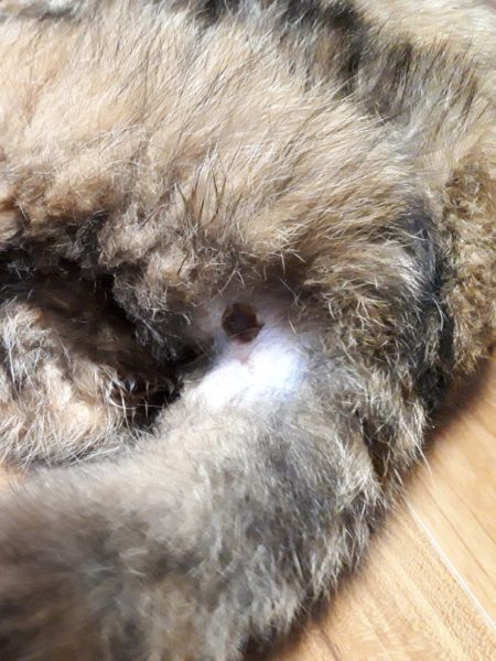 14歳を迎えたサビ猫ちぃたんと、季節の変わり目で猫ズも体調不良、血糖値上昇、肛門嚢炎、お尻舐め壊し、目やに、涙