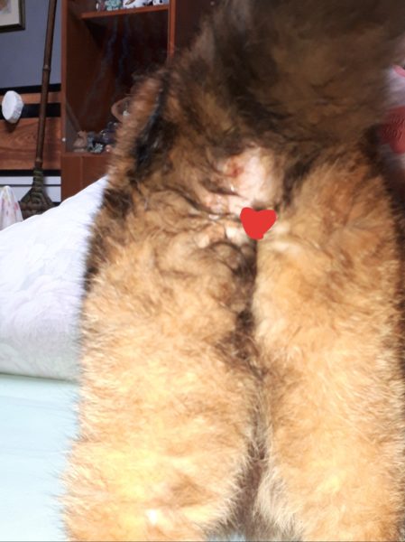 サビ猫ちぃたんの受難[肛門嚢炎→薬の副作用で軟便→膀胱炎→また副作用で嘔吐