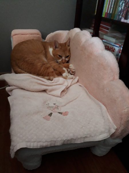 14歳を迎えたサビ猫ちぃたんと、季節の変わり目で猫ズも体調不良、血糖値上昇、肛門嚢炎、お尻舐め壊し、目やに、涙