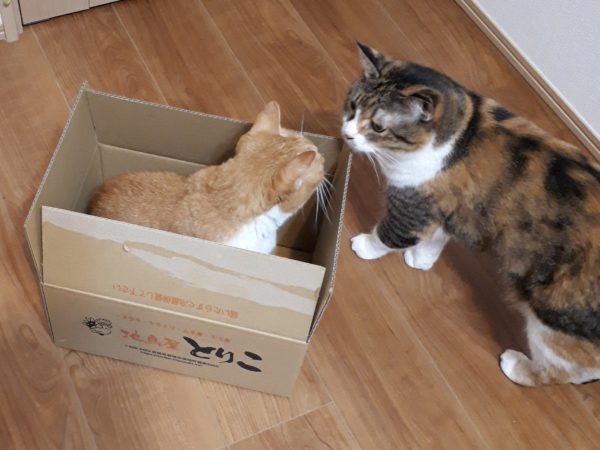 14歳を迎えたサビ猫ちぃたんと、季節の変わり目で猫ズも体調不良、血糖値上昇、肛門嚢炎、お尻舐め壊し、目やに、涙