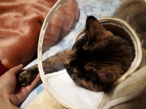 14歳を迎えたサビ猫ちぃたんと、季節の変わり目で猫ズも体調不良、血糖値上昇、肛門嚢炎、お尻舐め壊し、目やに、涙