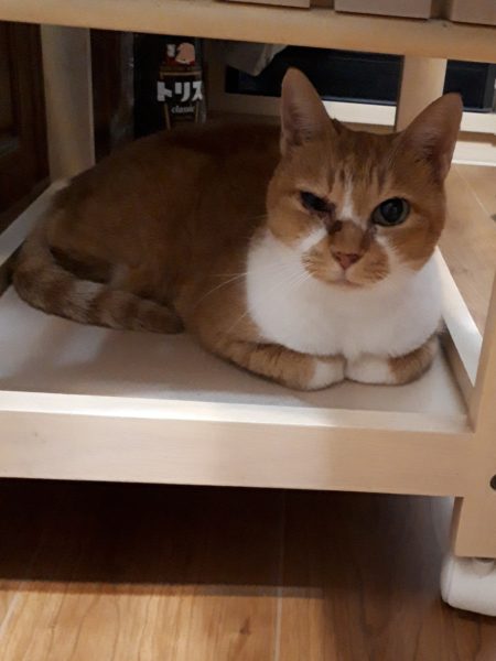 14歳を迎えたサビ猫ちぃたんと、季節の変わり目で猫ズも体調不良、血糖値上昇、肛門嚢炎、お尻舐め壊し、目やに、涙