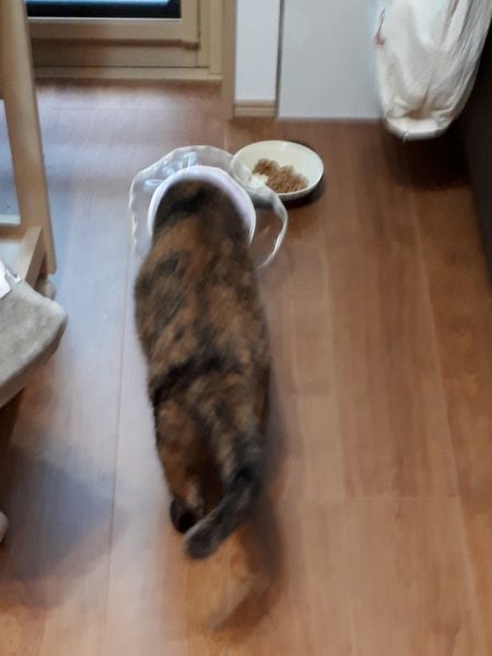 14歳を迎えたサビ猫ちぃたんと、季節の変わり目で猫ズも体調不良、血糖値上昇、肛門嚢炎、お尻舐め壊し、目やに、涙