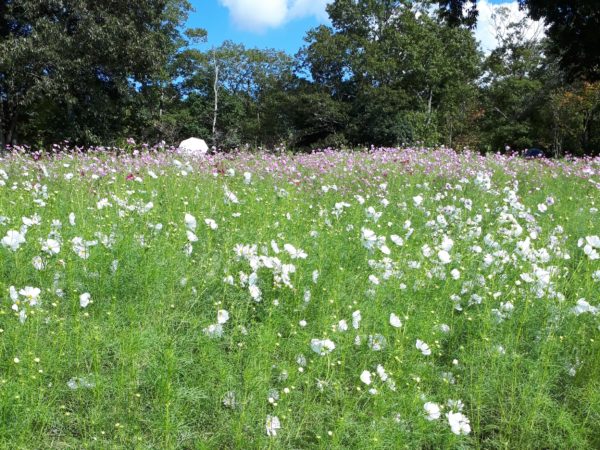 ぷこ母のお誕生日にバス旅行(香川まんのう公園など)