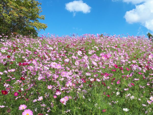ぷこ母のお誕生日にバス旅行(香川まんのう公園など)