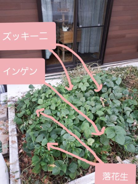 夏野菜の終わりと、目一杯食べた記録。