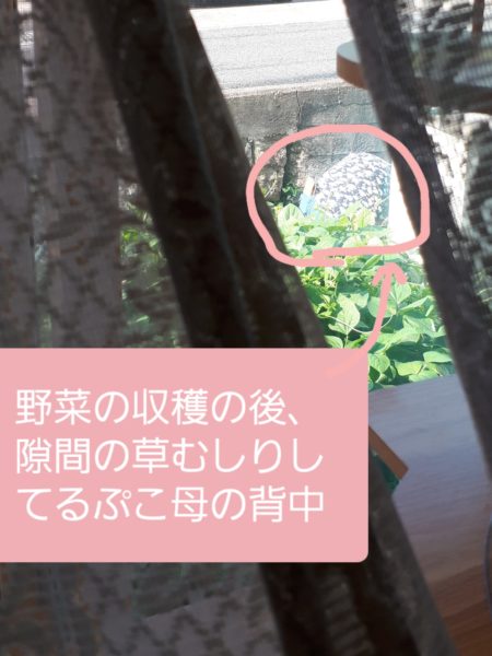 夏野菜の終わりと、目一杯食べた記録。家庭菜園 大量消費 キュウリ オクラ