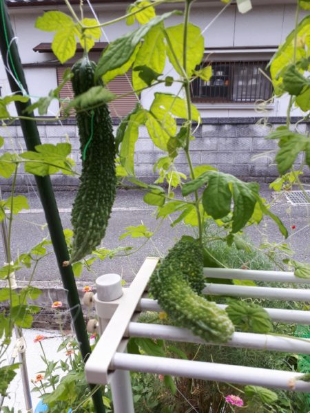 夏野菜の終わりと、目一杯食べた記録。家庭菜園 大量消費 キュウリ オクラ