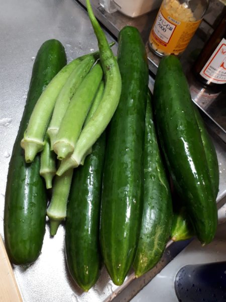 夏野菜の終わりと、目一杯食べた記録。家庭菜園 大量消費 キュウリ オクラ