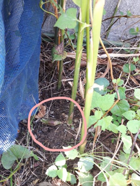 夏野菜の終わりと、目一杯食べた記録。家庭菜園 大量消費 キュウリ オクラ