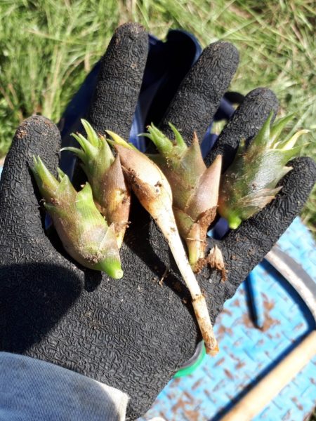 夏野菜の終わりと、目一杯食べた記録。家庭菜園 大量消費 キュウリ オクラ