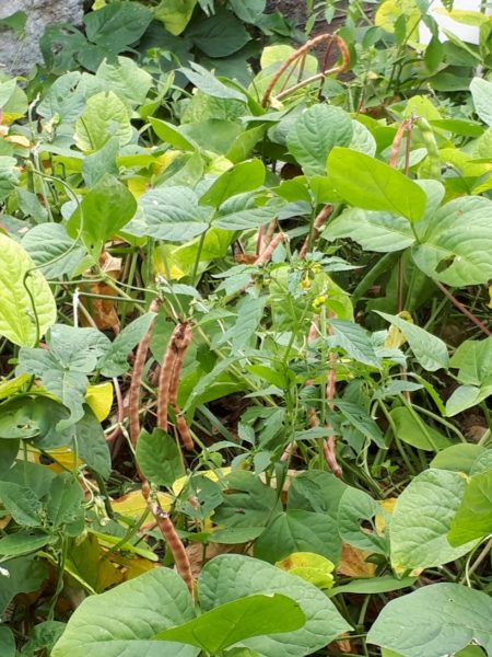 知人にもらった、謎のマメ科植物の正体、蔓性 紫の花 小豆