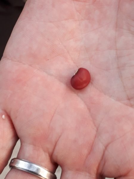 知人にもらった、謎のマメ科植物の正体、蔓性 紫の花 小豆