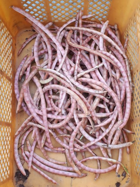 知人にもらった、謎のマメ科植物の正体、蔓性 紫の花 小豆