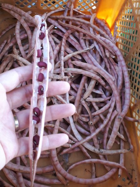 秋の味覚を楽しむクッキング 家庭菜園 サツマイモ カボチャ ケーキ くるみ サラダ 小豆 赤飯