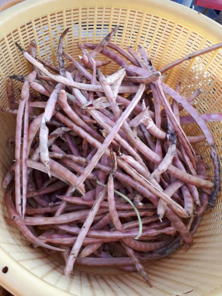 知人にもらった、謎のマメ科植物の正体、蔓性 紫の花 小豆