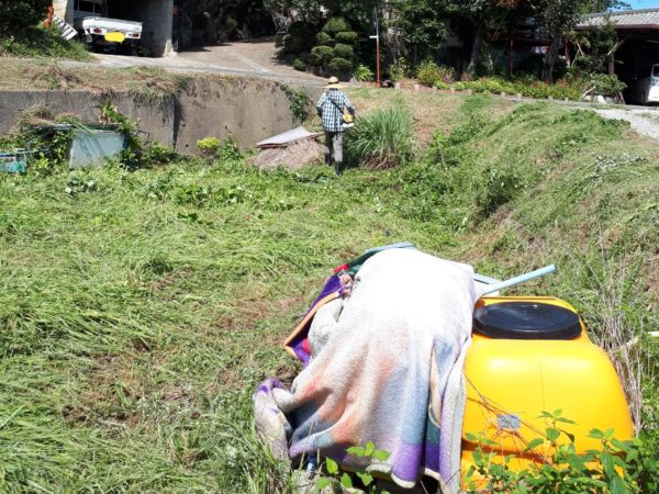 タマネギとニンニクの植え付け　家庭菜園　適当　放置