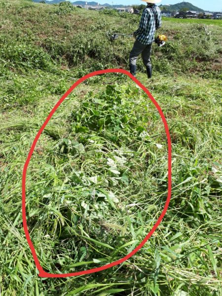 ネグレクトでも収穫できた、サツマイモとカボチャ。放置　べにはるか　小玉栗かぼちゃ