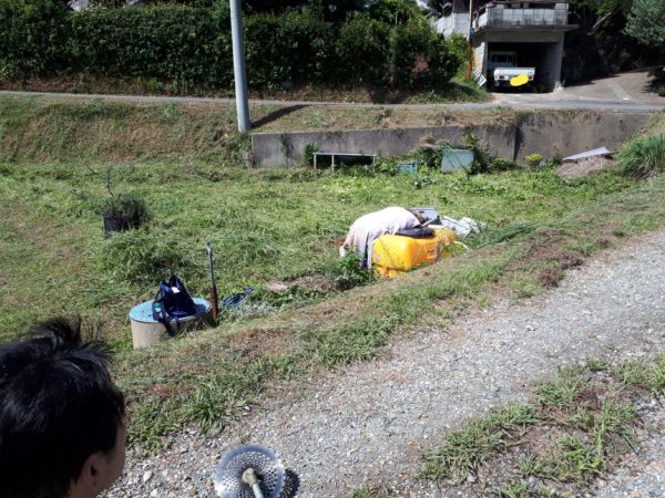 ネグレクトでも収穫できた、サツマイモとカボチャ。放置　べにはるか　小玉栗かぼちゃ