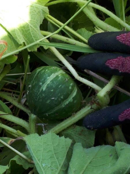 ネグレクトでも収穫できた、サツマイモとカボチャ。放置　べにはるか　小玉栗かぼちゃ