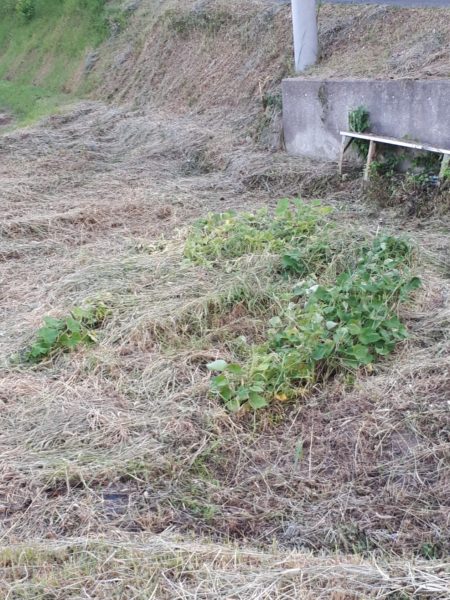 ネグレクトでも収穫できた、サツマイモとカボチャ。放置　べにはるか　小玉栗かぼちゃ