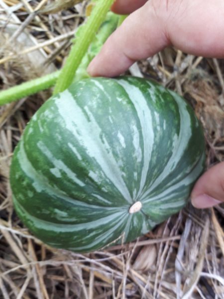 ネグレクトでも収穫できた、サツマイモとカボチャ。放置　べにはるか　小玉栗かぼちゃ