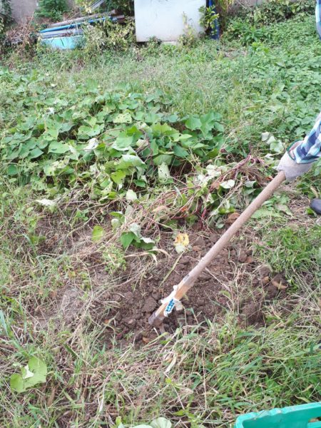 タマネギとニンニクの植え付け　家庭菜園　適当　放置