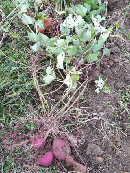 ネグレクトでも収穫できた、サツマイモとカボチャ。放置　べにはるか　小玉栗かぼちゃ