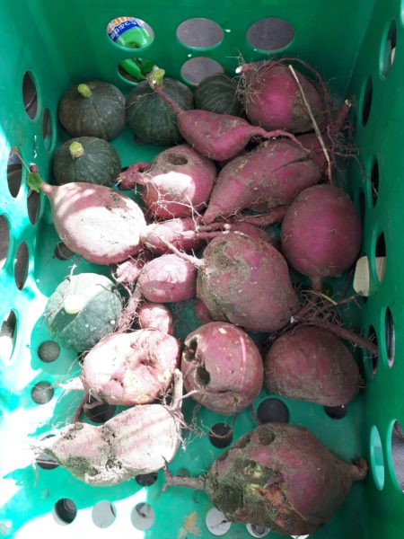 秋の味覚を楽しむクッキング 家庭菜園 サツマイモ カボチャ ケーキ くるみ サラダ 小豆 赤飯