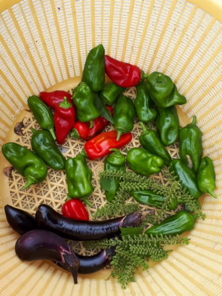 ネグレクトでも収穫できた、サツマイモとカボチャ。放置　べにはるか　小玉栗かぼちゃ