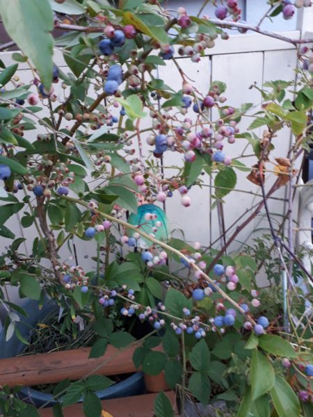 ネグレクトでも収穫できた、サツマイモとカボチャ。放置　べにはるか　小玉栗かぼちゃ