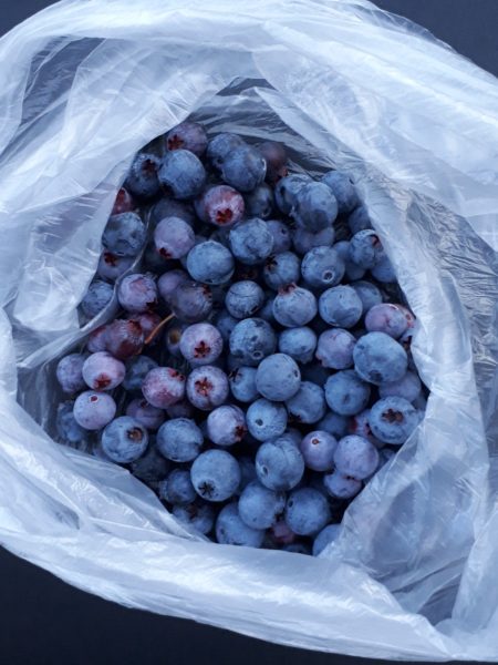 ネグレクトでも収穫できた、サツマイモとカボチャ。放置　べにはるか　小玉栗かぼちゃ