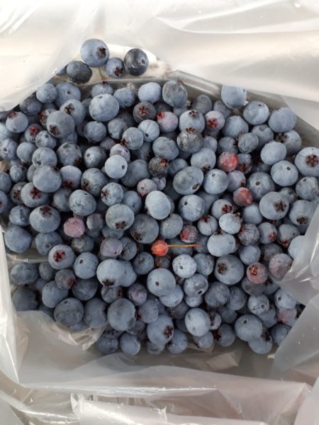 ネグレクトでも収穫できた、サツマイモとカボチャ。放置　べにはるか　小玉栗かぼちゃ