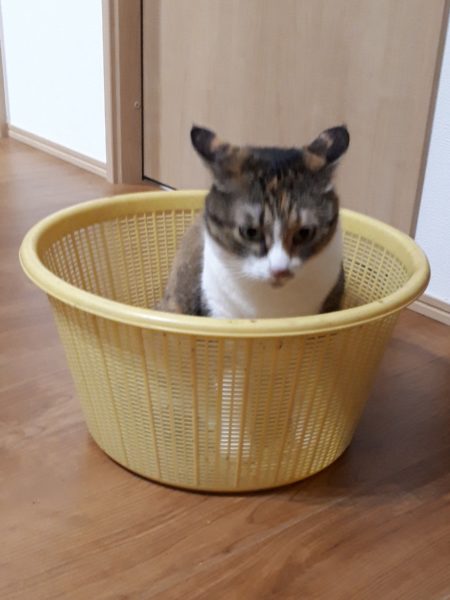 ネグレクトでも収穫できた、サツマイモとカボチャ。放置　べにはるか　小玉栗かぼちゃ