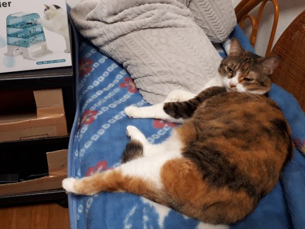 万博記念公園の蚤の市(ヴィンテージ マーケット)に行ってみた。