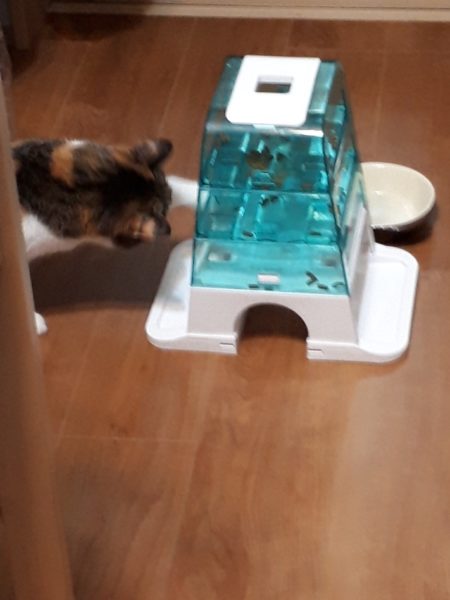 万博記念公園の蚤の市(ヴィンテージ マーケット)に行ってみた。