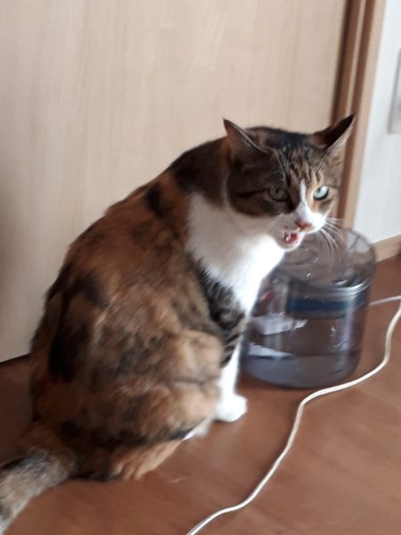 万博記念公園の蚤の市(ヴィンテージ マーケット)に行ってみた。