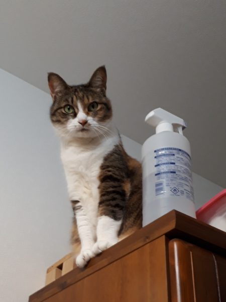 万博記念公園の蚤の市(ヴィンテージ マーケット)に行ってみた。