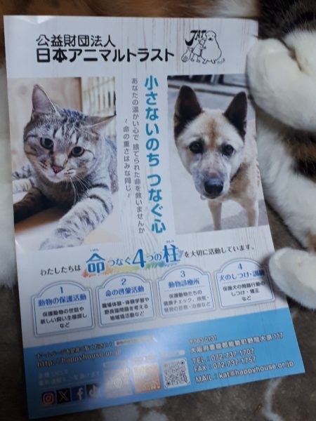 万博記念公園の蚤の市(ヴィンテージ マーケット)に行ってみた。