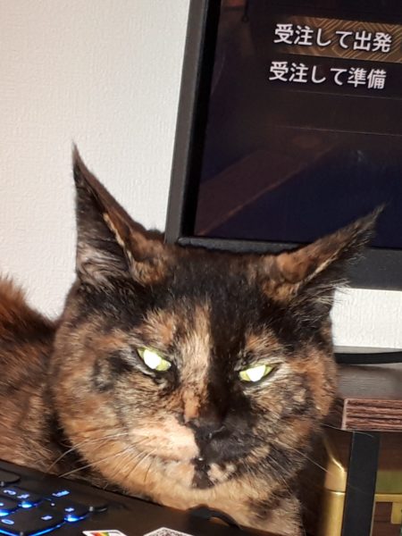 サビ猫ちぃたんの受難[肛門嚢炎→薬の副作用で軟便→膀胱炎→また副作用で嘔吐