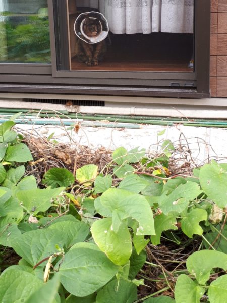 ちょっとずつの、お庭と畑の整備。