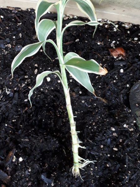 ちょっとずつの、お庭と畑の整備。