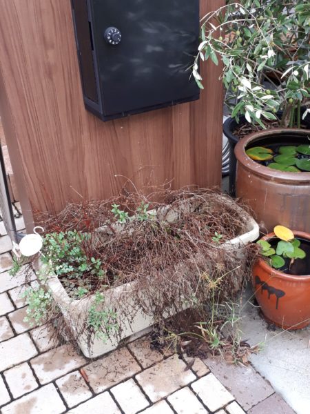 ちょっとずつの、お庭と畑の整備。