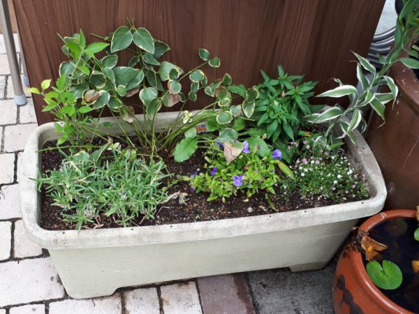 枇杷(ビワ)の花と間引き菜の収穫祭