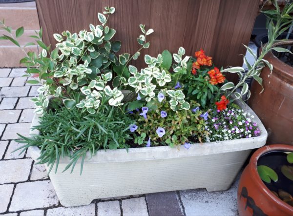 ちょっとずつの、お庭と畑の整備。