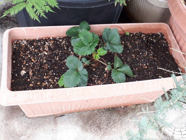 枇杷(ビワ)の花と間引き菜の収穫祭